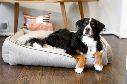 The Complete Guide to Pet Bed Selection: Finding the Perfect Sleep Space