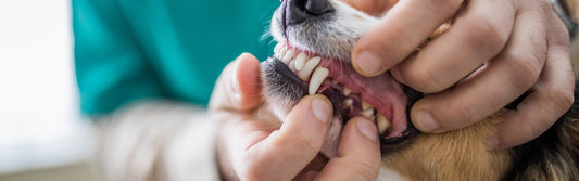 How to Keep Your Pet’s Teeth Healthy: Dental Care Tips