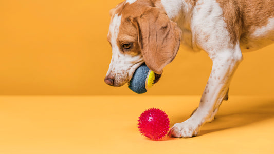 dog toys