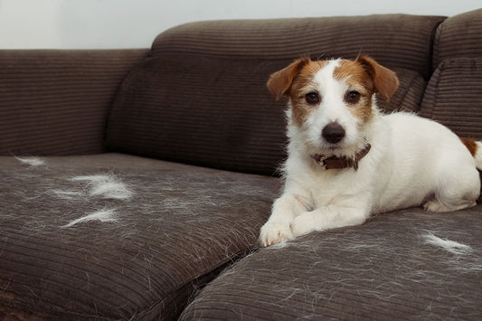Seasonal Shedding Solutions: The Complete Guide to Managing Your Pet's Fur