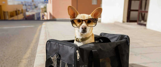 The Best Travel Accessories for Pets