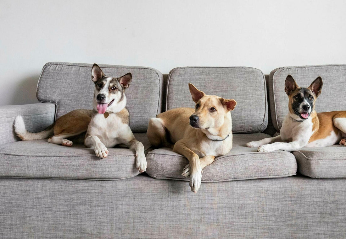 How to Introduce a New Pet to Your Home: Step-by-Step Guide