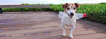 Eco-Friendly Pet Ownership: Sustainable Products for Earth-Conscious Pet Parents