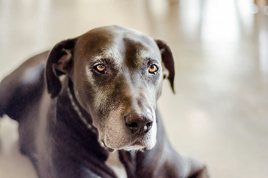 Caring for Senior Pets: Special Considerations for Aging Dogs and Cats