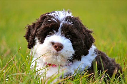 Top 5 Hypoallergenic Dog & Cat Breeds for Allergy Sufferers