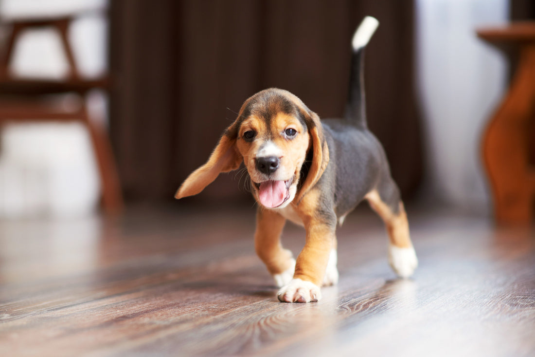 Best Dog Breeds for Apartment Living
