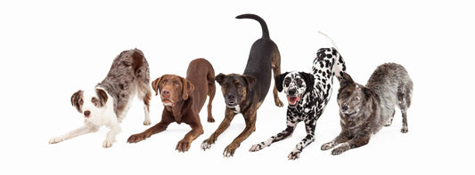 Understanding Pet Body Language: What Your Dog or Cat is Really Telling You
