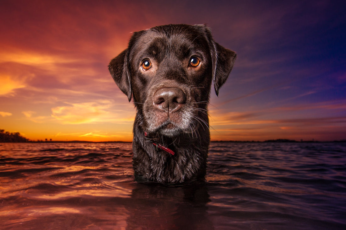 Pet Photography Tips: Capturing Perfect Pictures of Your Furry Friend