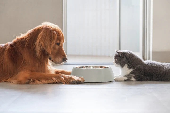 cat food dog food pet shop