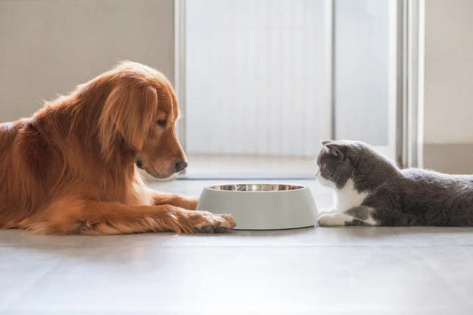 cat food dog food pet shop