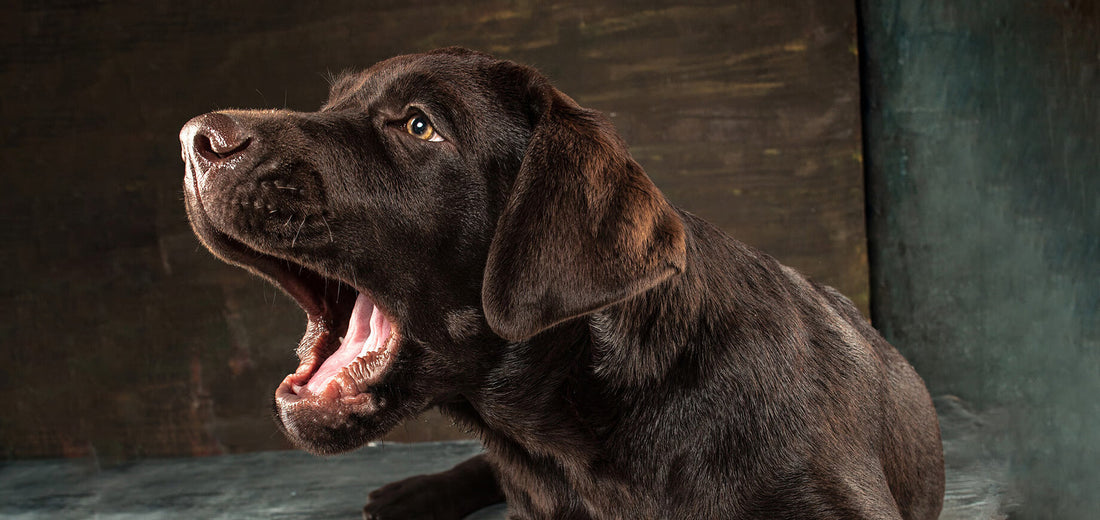 Why Is My Dog Barking So Much? Causes & Solutions