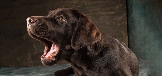 Why Is My Dog Barking So Much? Causes & Solutions