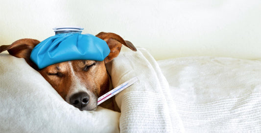 How to Keep Your Pet Cool in Summer: Essential Heat Safety Tips
