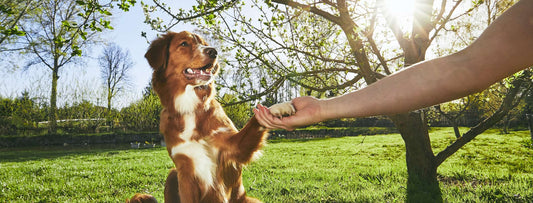 How to Train Your Puppy: Essential Commands for Beginners