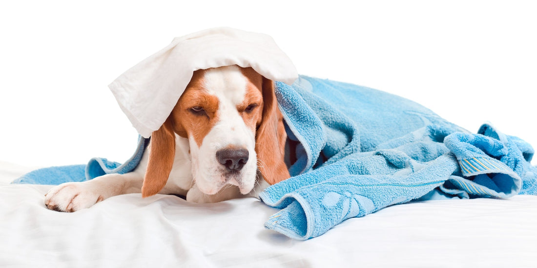 How to Treat Diarrhea in Dogs: A Guide from Kingdom Pet Shop - Kingdom Pet Shop