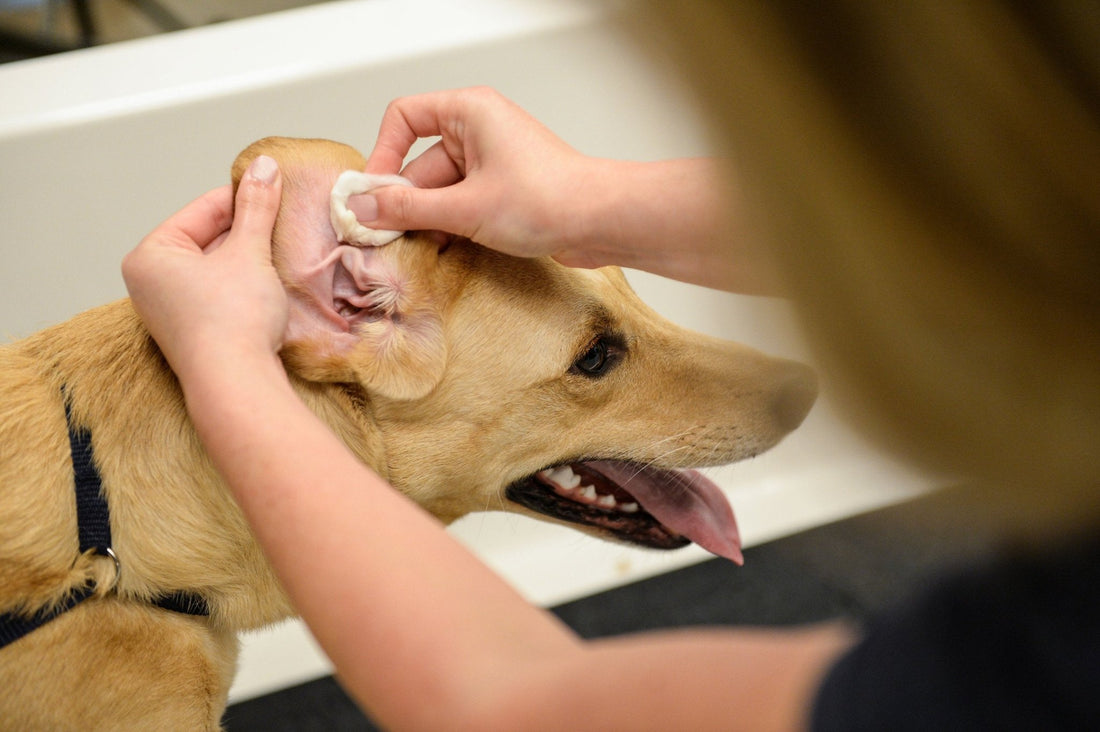 How to Treat Dog Ear Infections Without a Vet: A Simple Guide - Kingdom Pet Shop