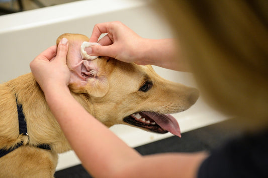 How to Treat Dog Ear Infections Without a Vet: A Simple Guide - Kingdom Pet Shop