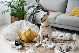 The Complete Pet-Proofing Guide: A Room-by-Room Safety Checklist