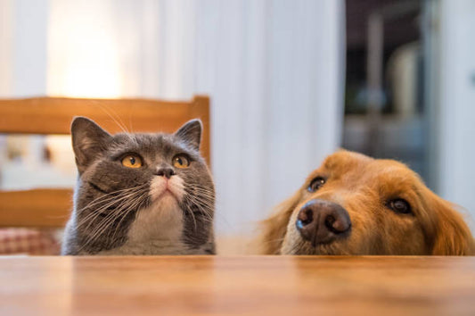 The Ultimate Indoor Pet Enrichment Guide: Creating a Stimulating Environment