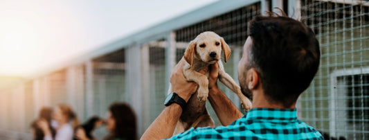 Should You Adopt or Buy a Pet? Pros and Cons