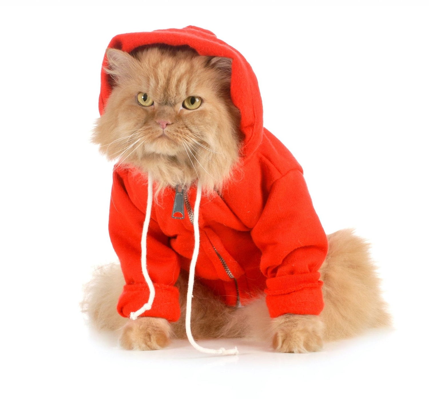 Cat Clothing - 