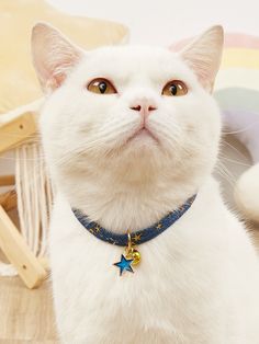 Cat Collars - 