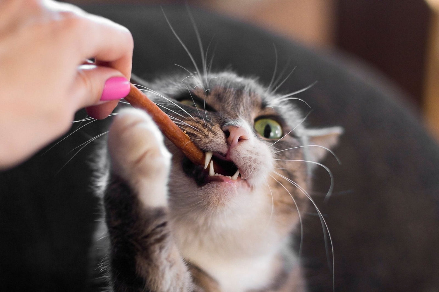 Cat Treats - 