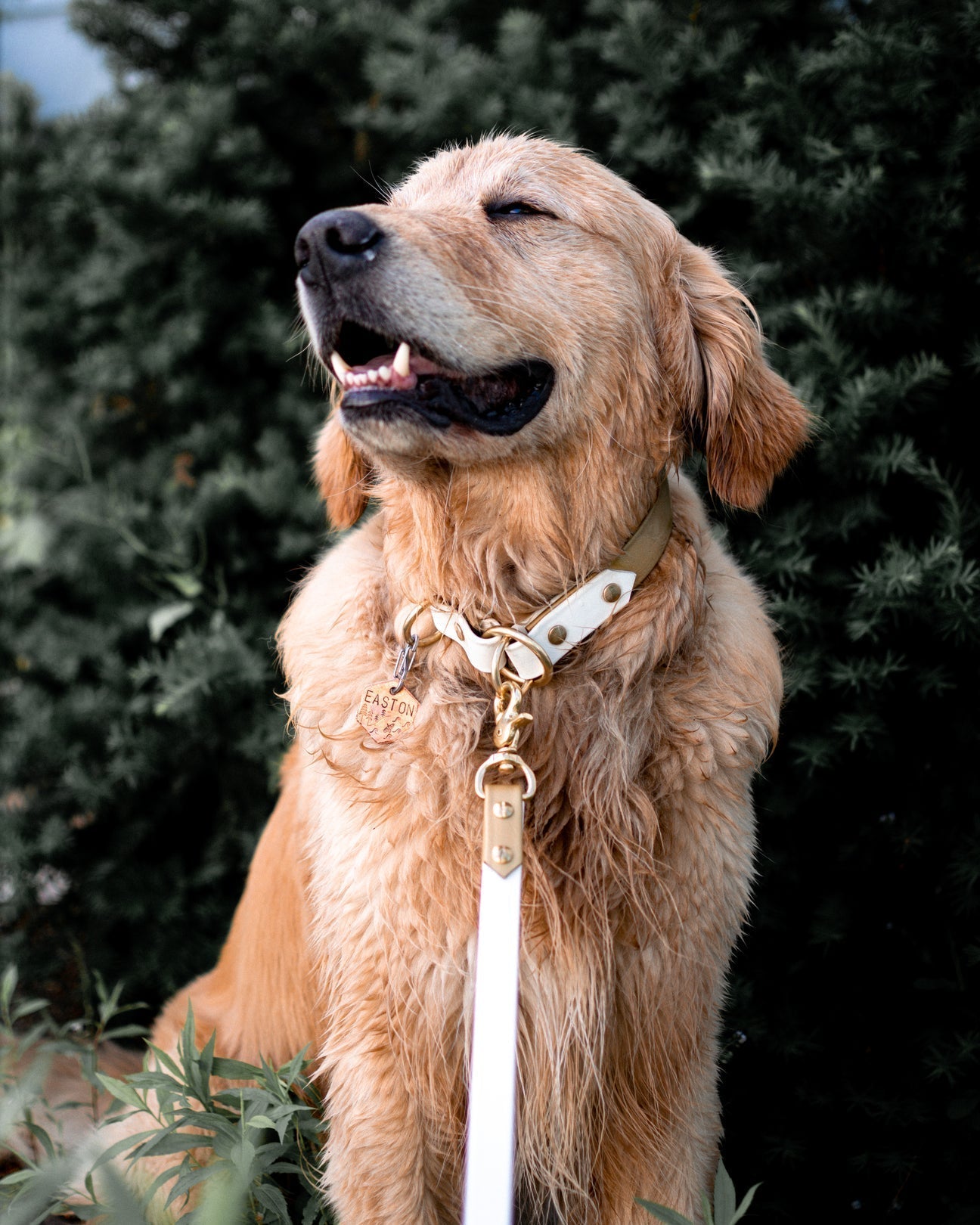 Dog Collars & Leashes - 