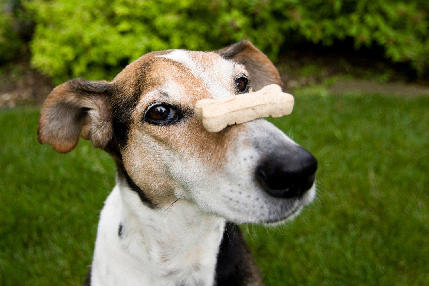 Dog Treats - 