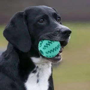 Dog Food Dispenser Toy Ball - 