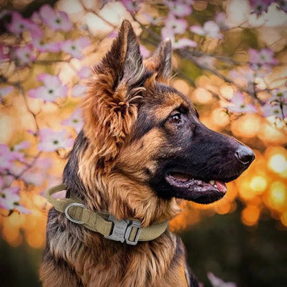 Tactical Police Dog Collar, Military Adjustable Nylon for German Shepherd, Durable Training & Walking Collar - 