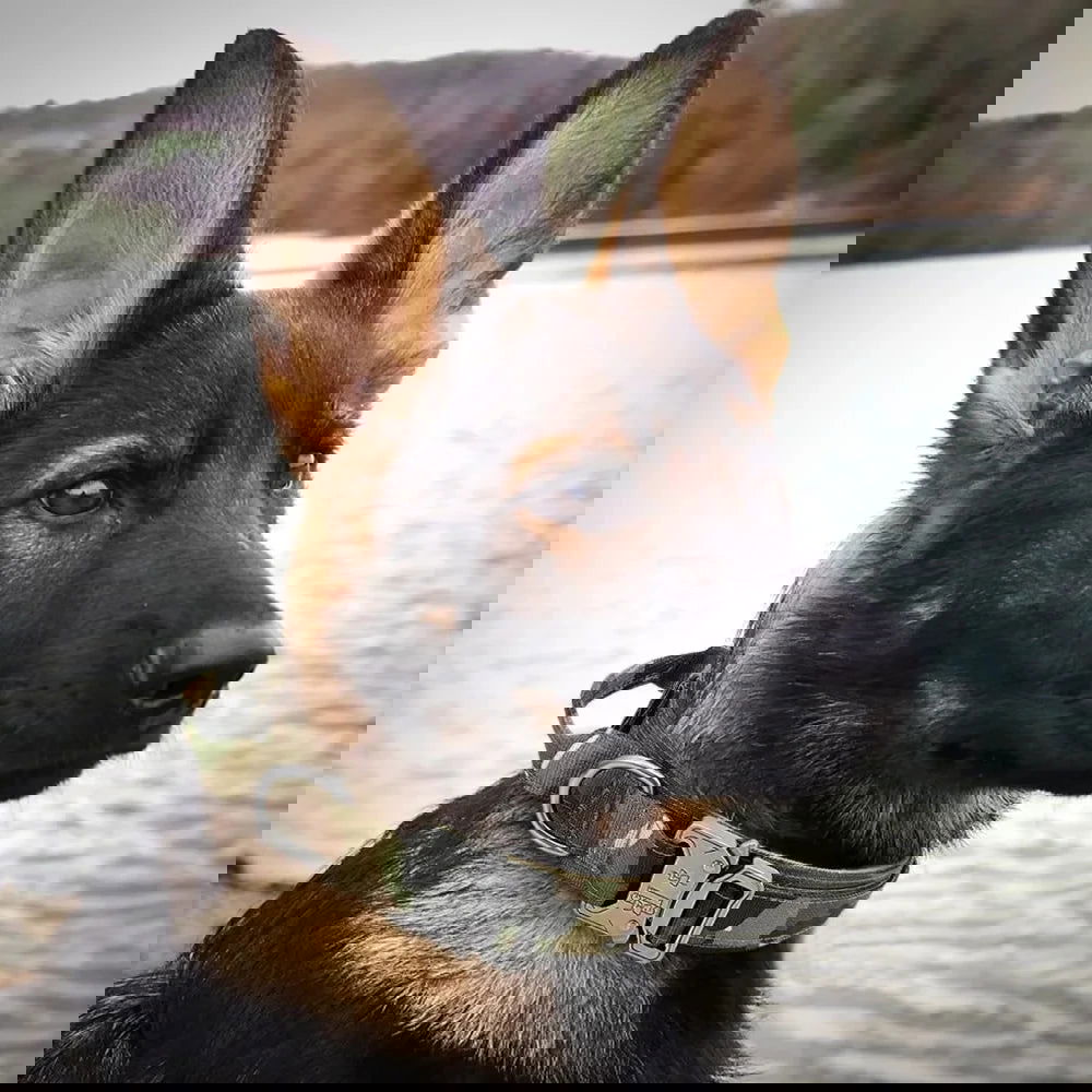 Tactical Police Dog Collar, Military Adjustable Nylon for German Shepherd, Durable Training & Walking Collar - 